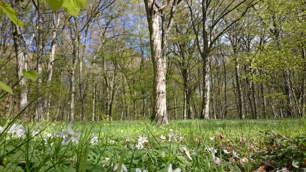 A sea of anemones covers the ground of the Goor forest, © TMV/UB