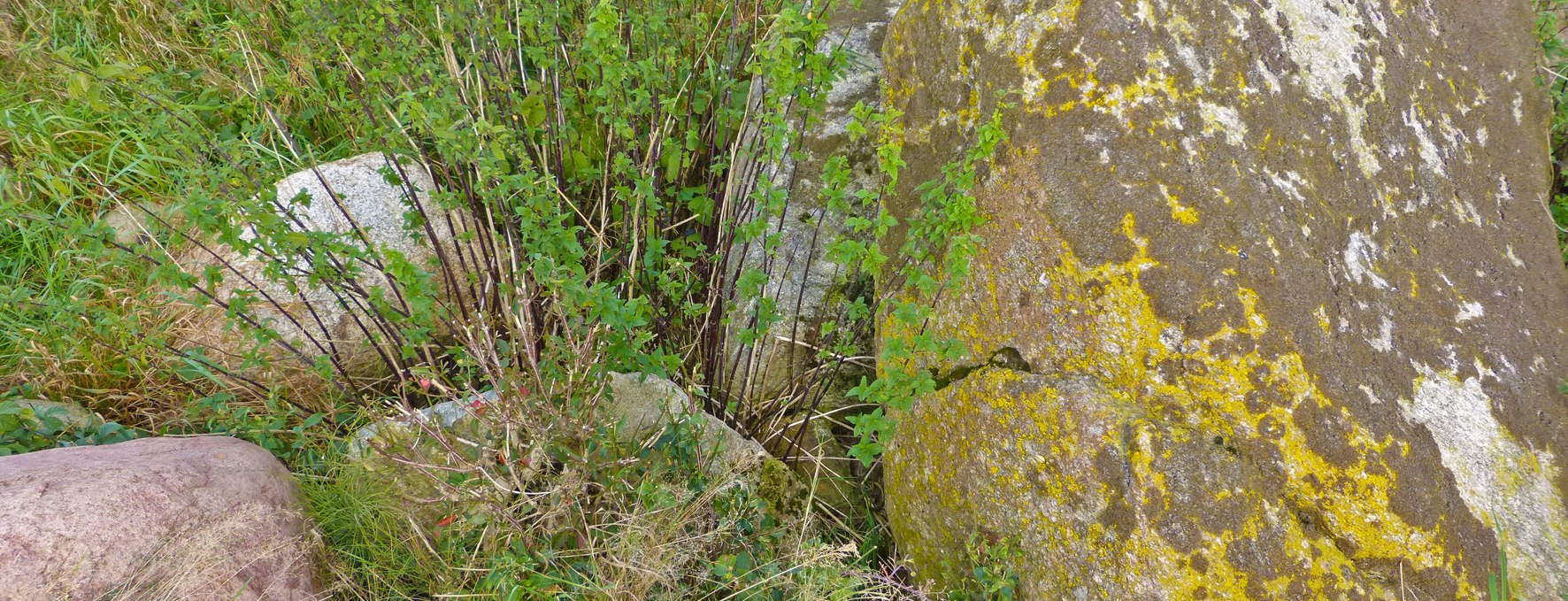 The remains of a Neolithic large stone grave near Seelvitz, © Archäo Tour Rügen