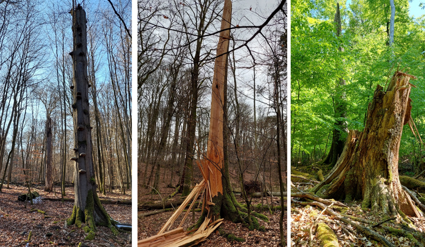 three forest views, © Matthias Schwabe, Müritz-Nationalpark