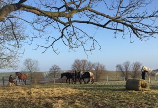 Horse life on the Nussbaumhof, © Nussbaumhof