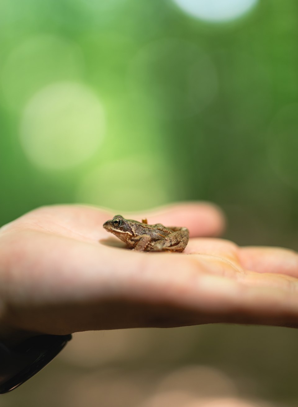 In spring, frogs croak here and dragonflies buzz around., © TMV/Gross