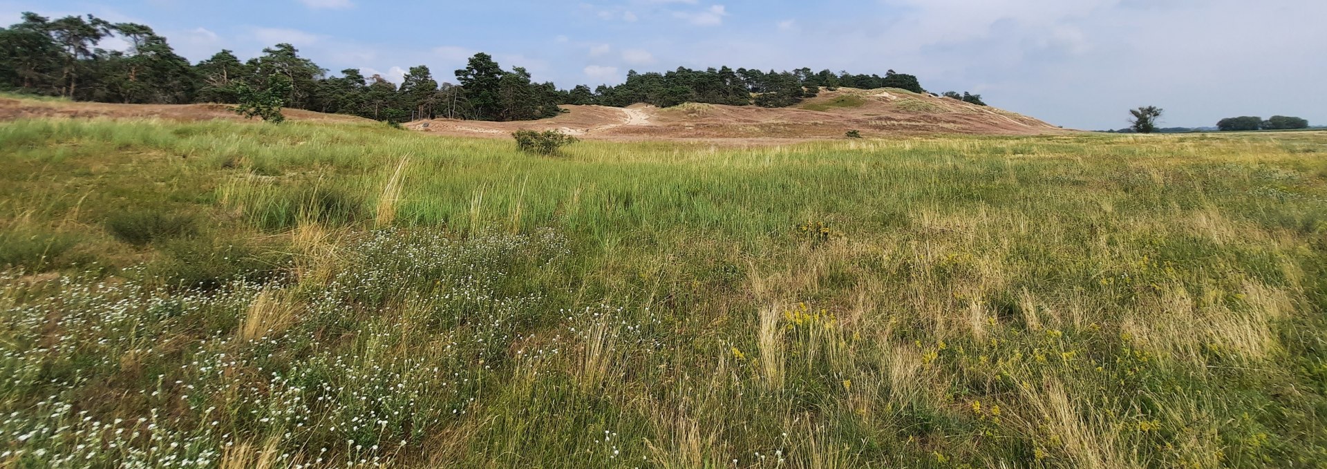 Inland dune Klein Schmölen, © M. Lenthe