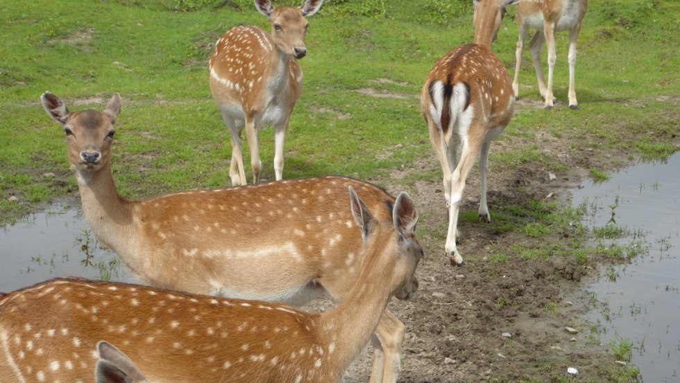 Also in the assortment: fresh game meat, sausages and ham specialties made from fallow deer kept in gates from Kölzow., © Kölzower Hirschagrten