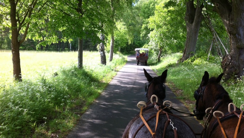 The carriage ride leads through the greenery, nice conversations included., © Reit- und Fahrtourstik Lychen