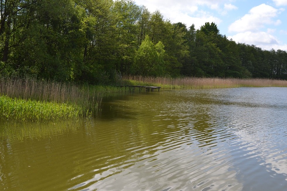 Close up of lake with reed belt, © Lutz Werner