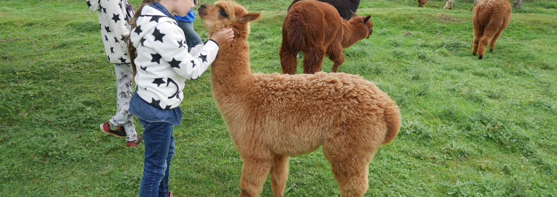 Our alpacas transmit and convey tranquility from the stressful everyday life and one becomes "grounded" again!, © Lena Marie Hahn