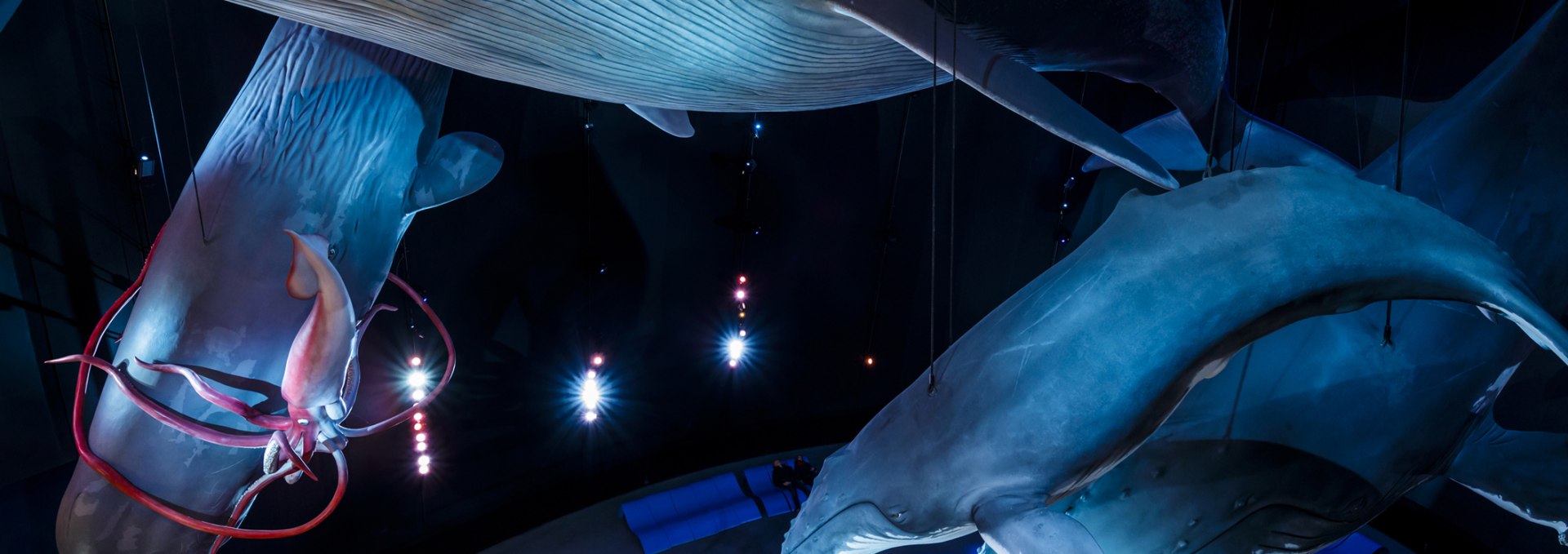 Eye to eye with a blue whale in the exhibition “1:1 Giants of the Seas”, © Martin Harms/Deutsches Meeresmuseum