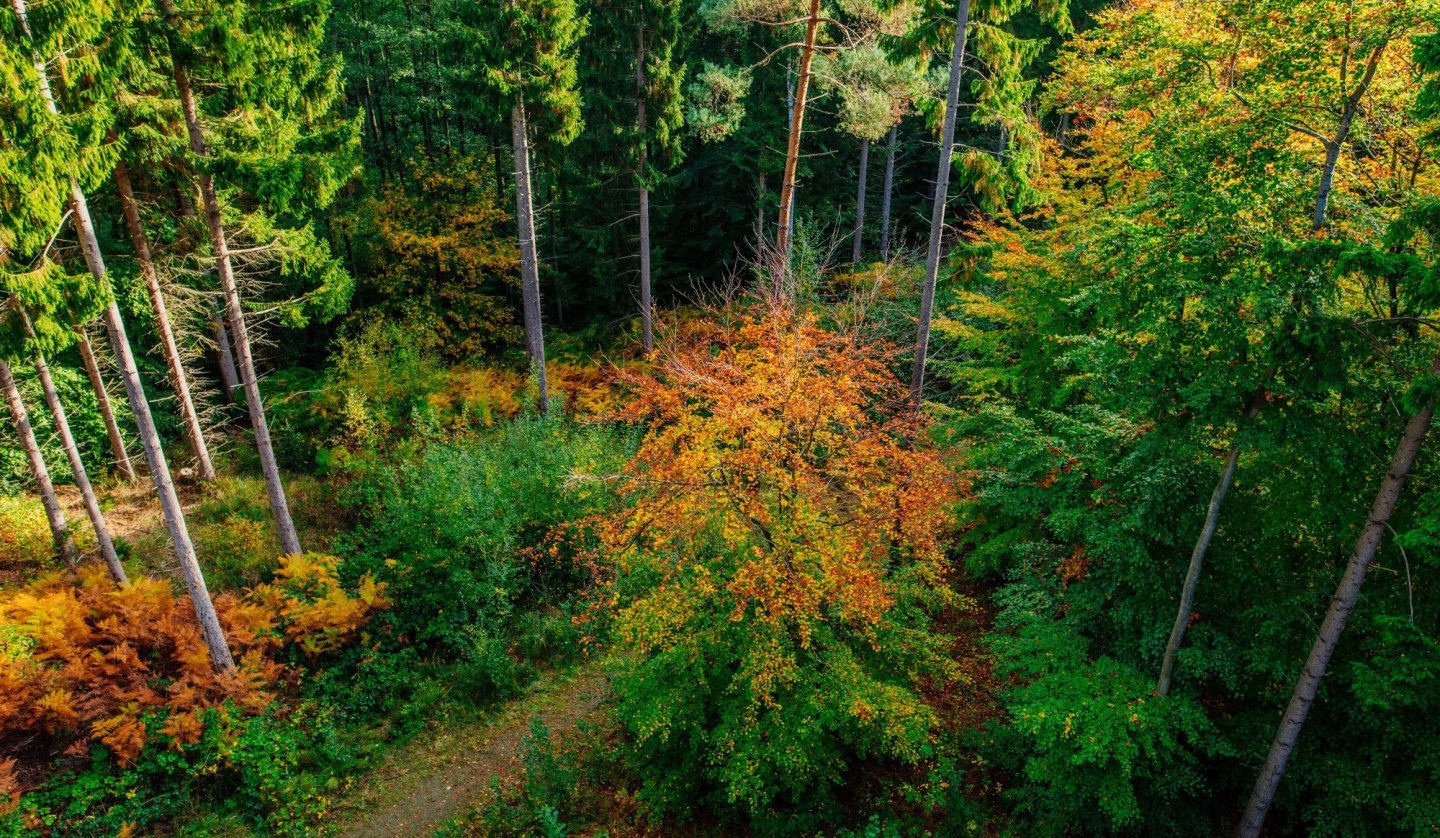 Familienabenteuer: Waldolympiade, © Binzer Bucht Tourismus | Ch. Thiele