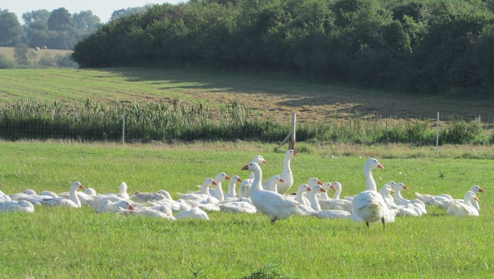 The geese spend their time from sunrise to sunset on the pasture. The nights they spend in the barn, bedded on straw., © Grüner Gänsehof