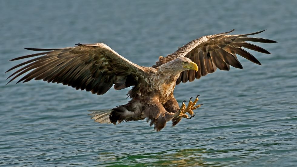 A paradise for wildlife photographers and filmmakers, © Helmut Mittelstädt