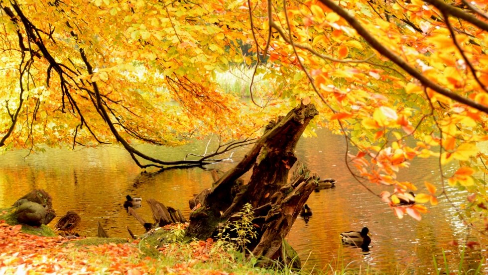 Autumn Ludwigslust castle park ducks, © Tourismusverband Mecklenburg-Schwerin