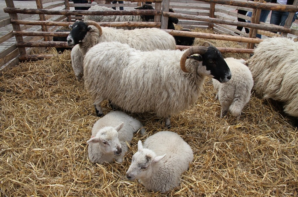 Lamb market annually always Saturday after Ascension Day, © Stadtinformation Usedom