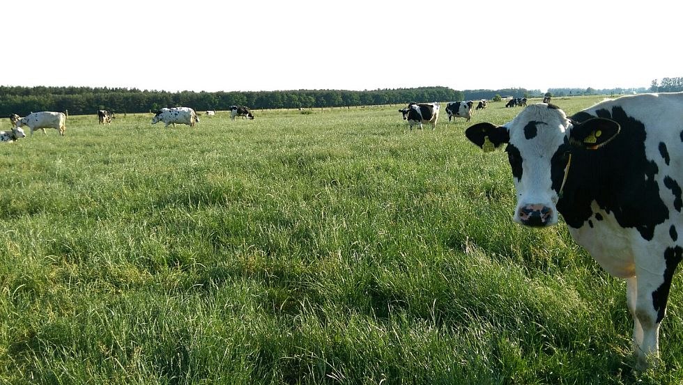 Our cows have plenty of run on the lush, green meadow., © Milchhof Warlin