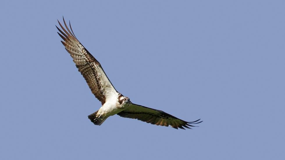 NSG Fish Ponds in the Lewitz - Osprey, © Lewitzfotograf.de-Ralf Ottmann