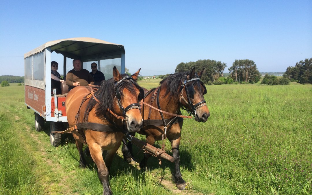 We offer carriage rides and riding lessons., © Bernd Frank