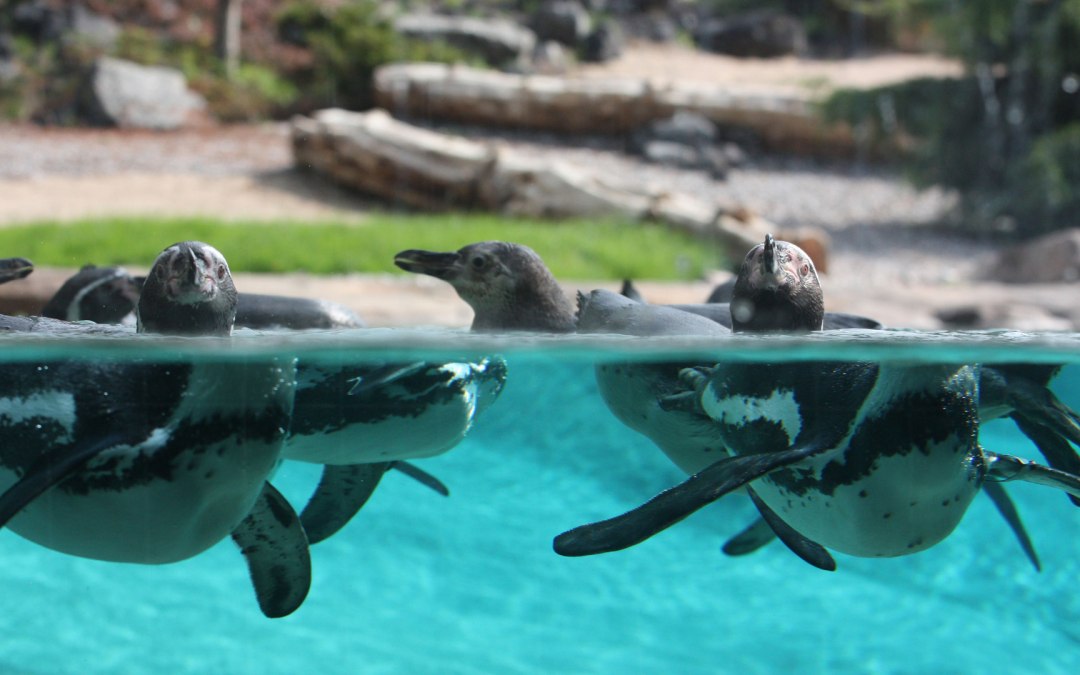 Penguins in the polarium at Rostock Zoo, © Zoo Rostock/Braun