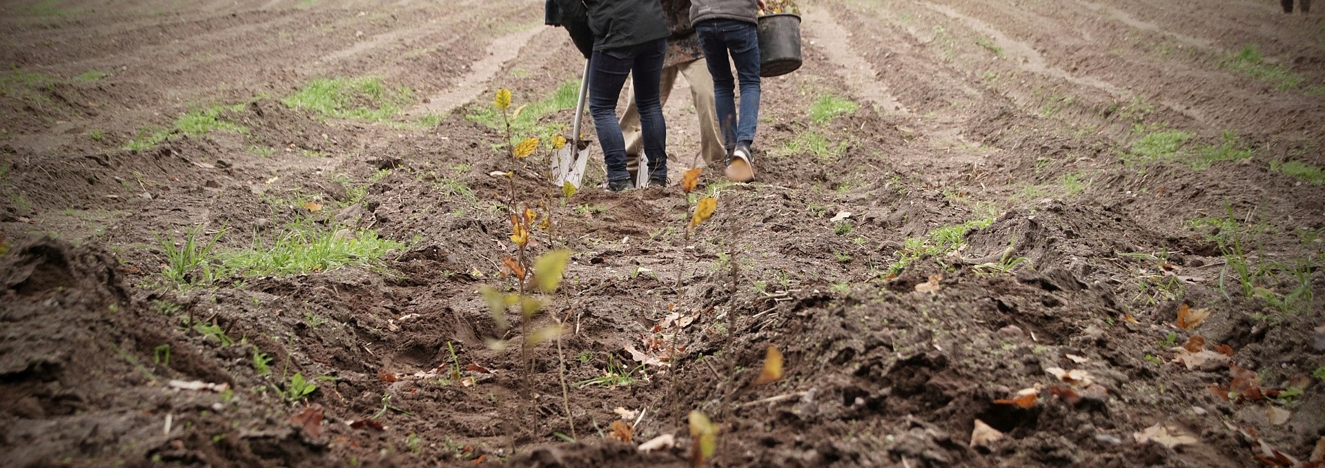 Planting campaign for the climate forest, © Landesforst MV