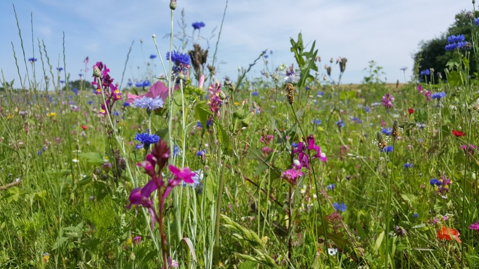 Wild flower meadow at the Wandelweg Sietow, © TMV/UB