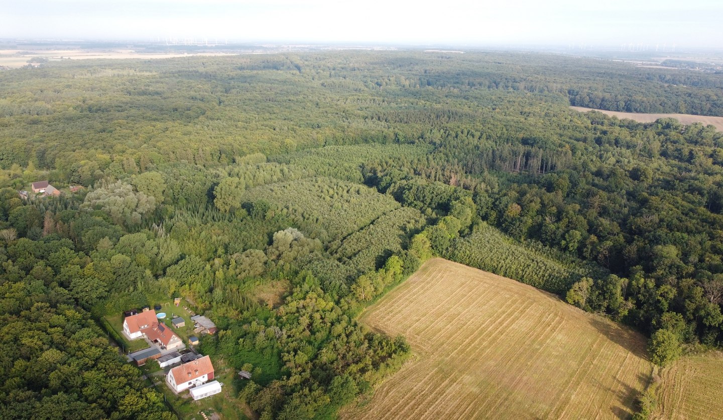 Golchen climate forest, © Landesforst MV