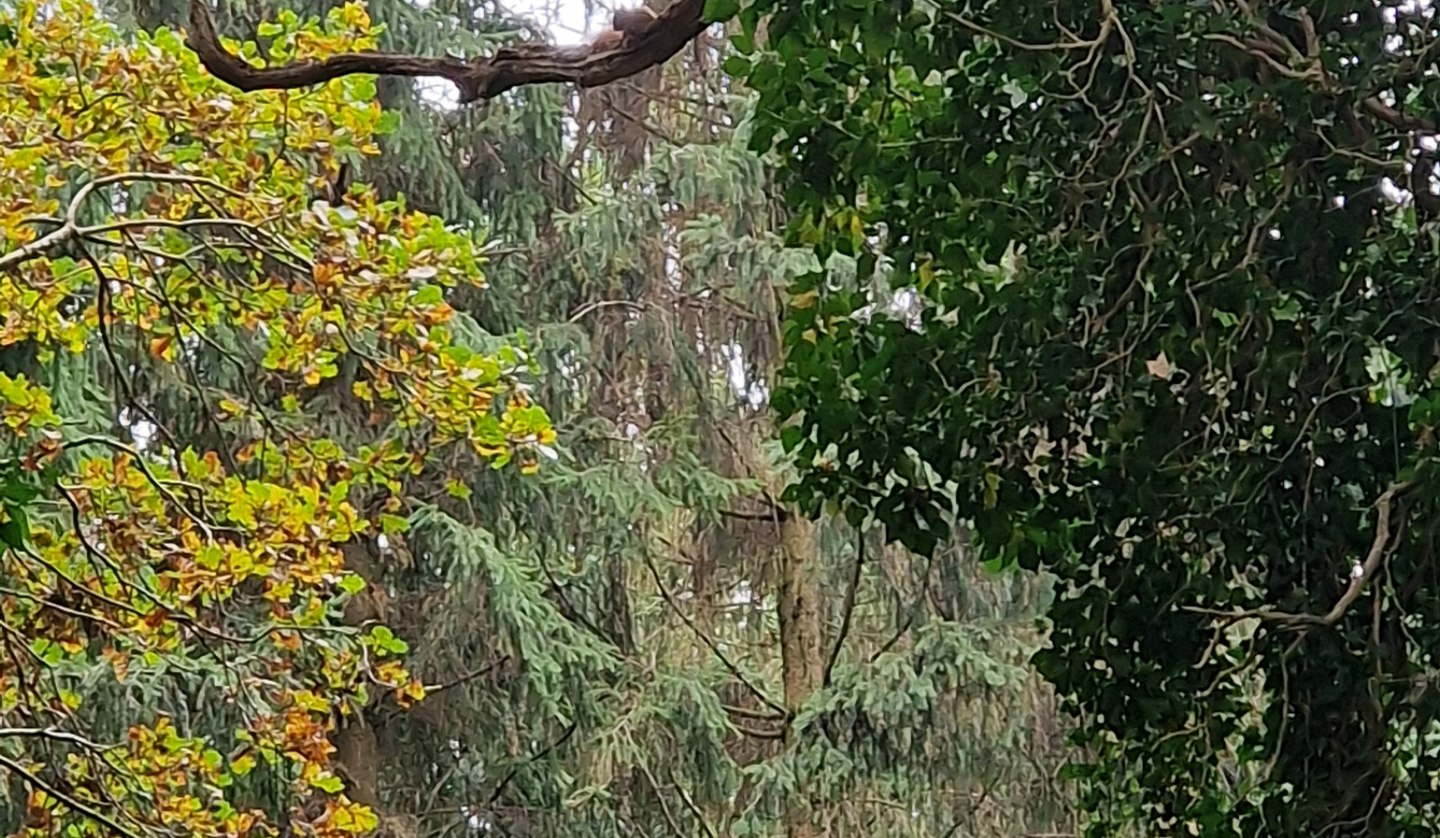 Wald mit Eichhörnchen Quadrat, © KV Mönchgut