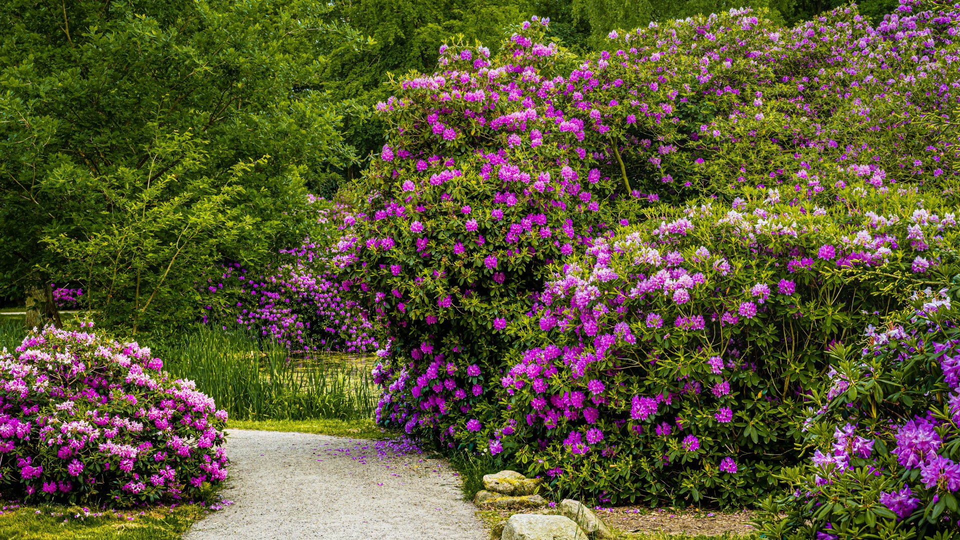 Over 1,000 rhododendrons were replanted during the park restoration, © TMV/Tiemann