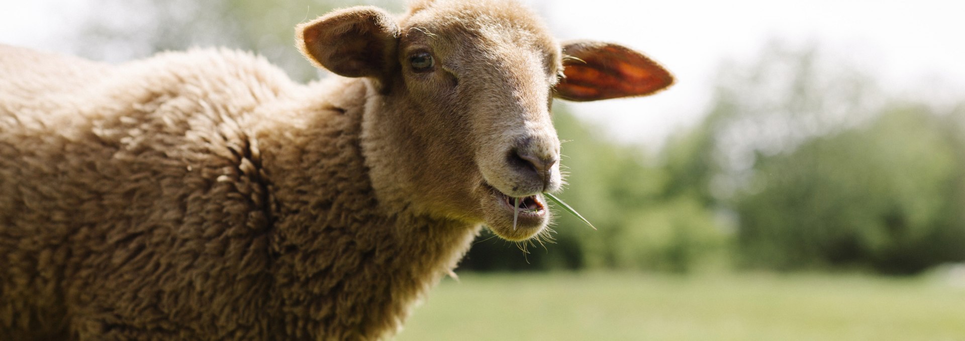 Valentina in the sheep pasture, © Land der Tiere