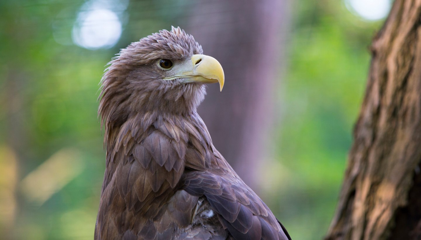 The majestic sea eagle in portrait, © TMV/Müller