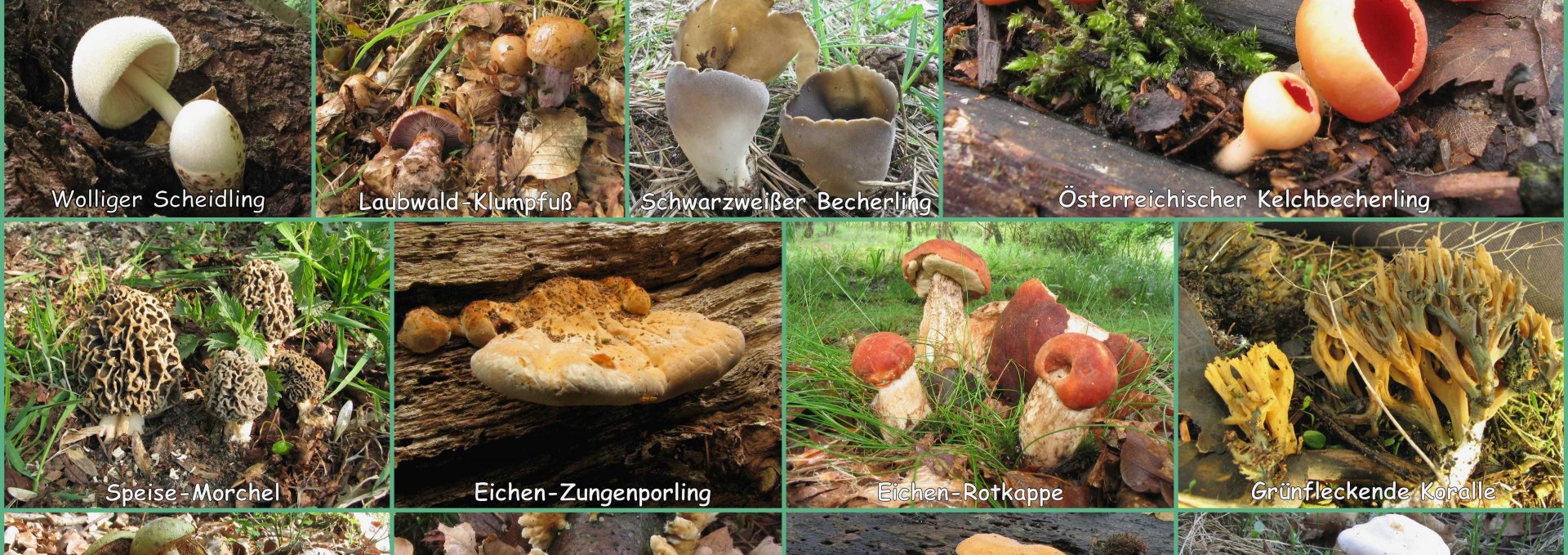 Mushroom species in M-V, © Petra Bonin