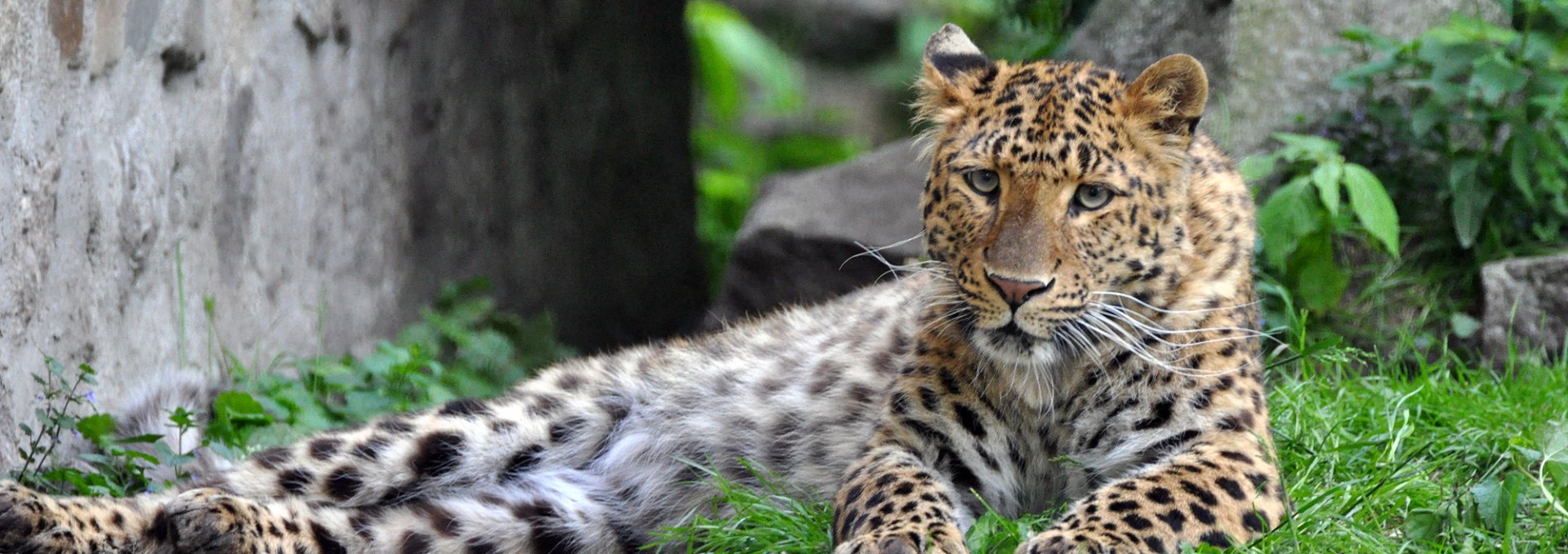 Leopard at Stralsund Zoo, © Zoo Stralsund