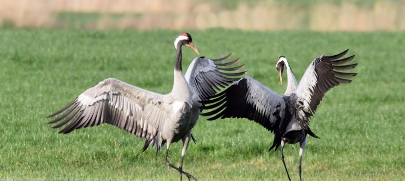 Mating cranes in spring, © Karsten Peter