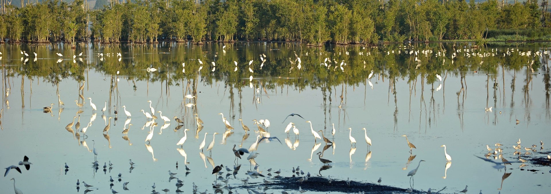 Fens near Aalbude
North of Lake Kummerow, © Inka Oehmcke