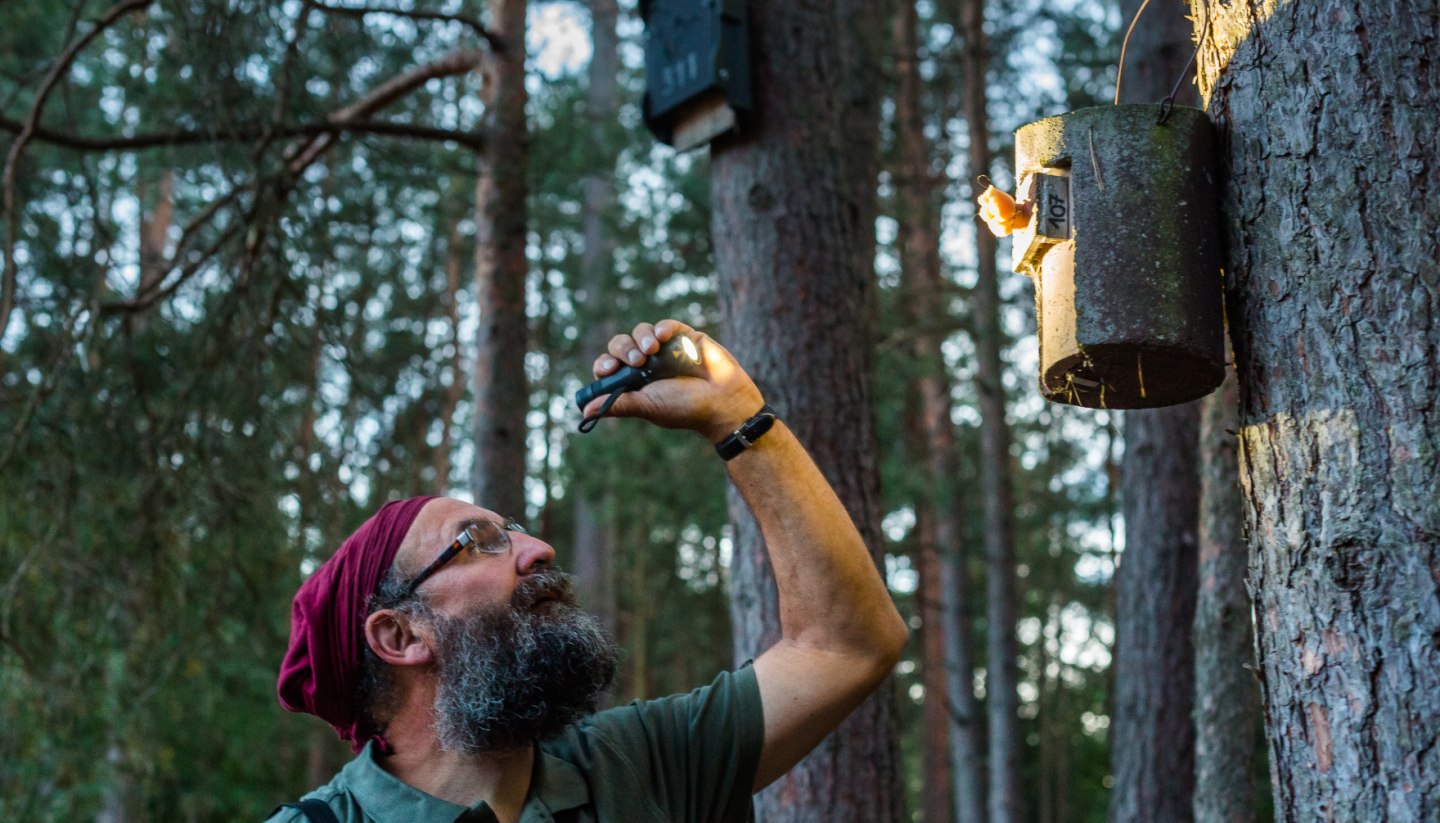 Nature enthusiasts can learn all about bats and species protection on a guided tour through the Nossentiner/Schwinzer Heide Nature Park - here near Lake Paschen and the Wooster Tar Kiln., © TMV/Kirchgessner