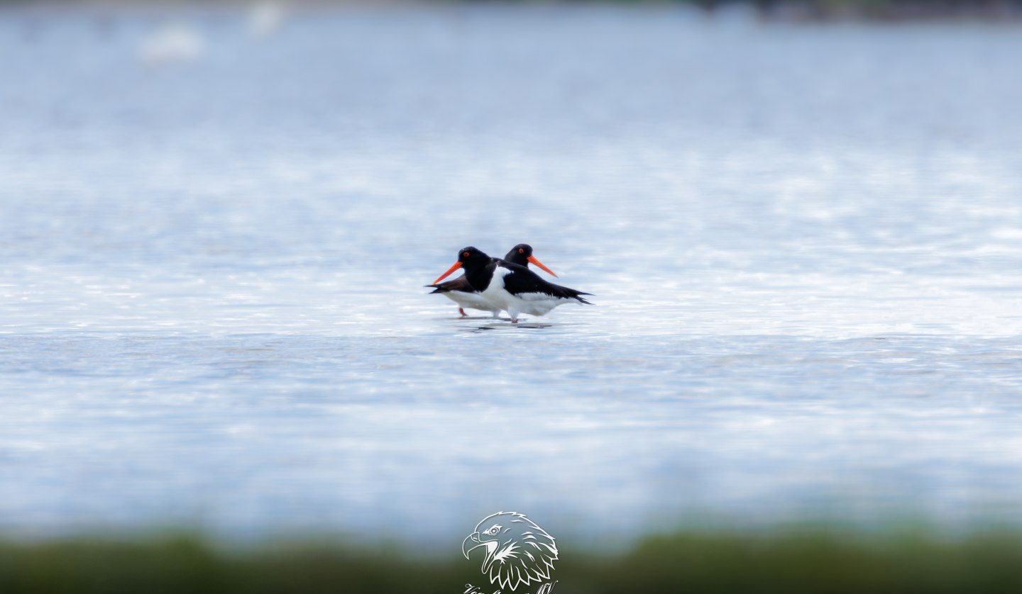 Oystercatcher, © Vogeltouren MV