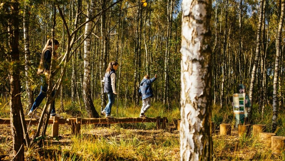 In the birch forest, parents and children can test their dexterity together on a balancing course., © TMV/Roth