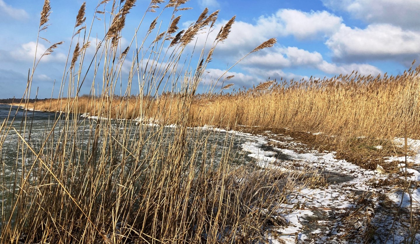 Bodden shore in winter, © K. Bärwald