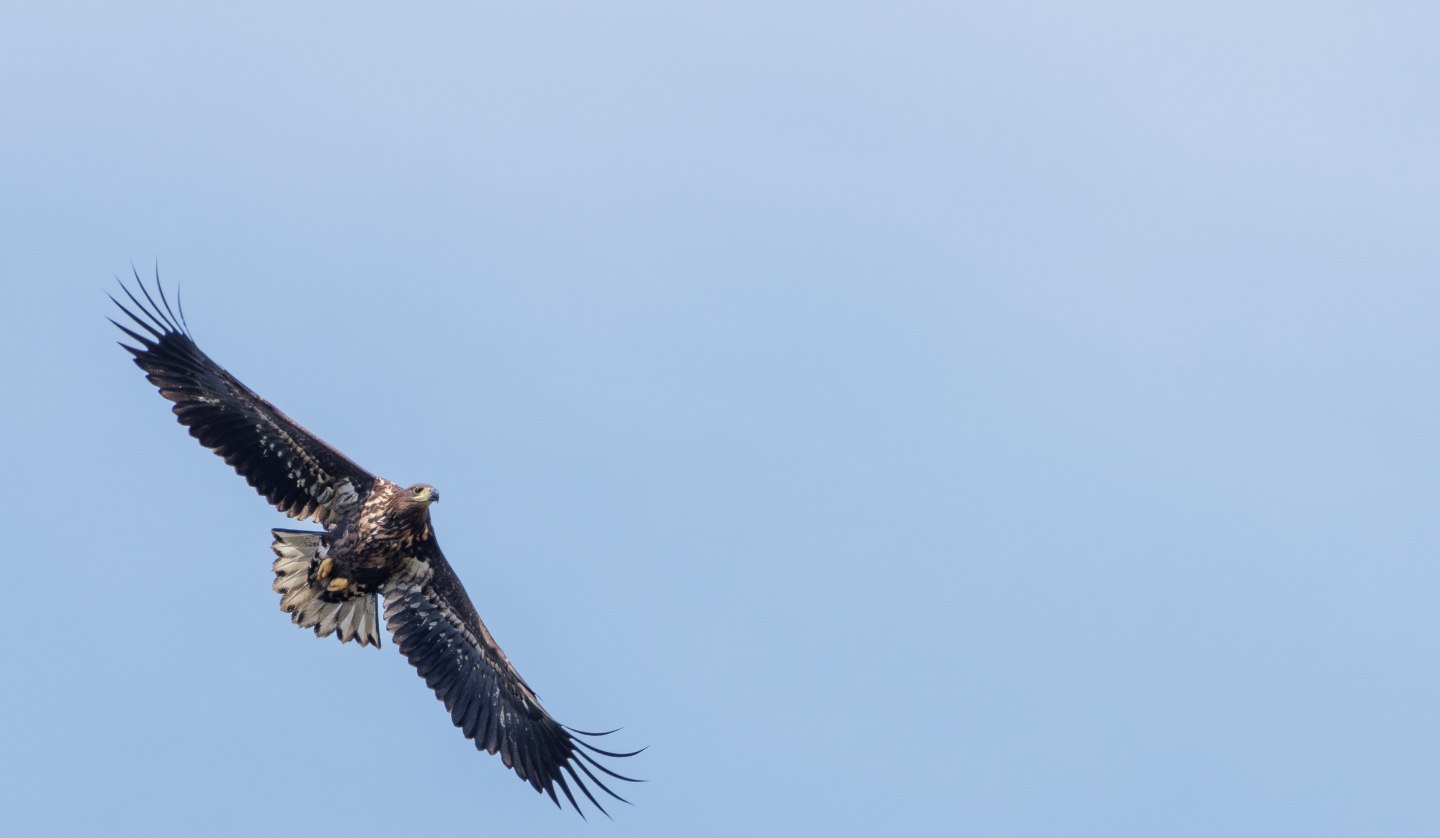 Young sea eagle, seen during my sea eagle tour, © Kevin Hempel/ Vogeltouren MV