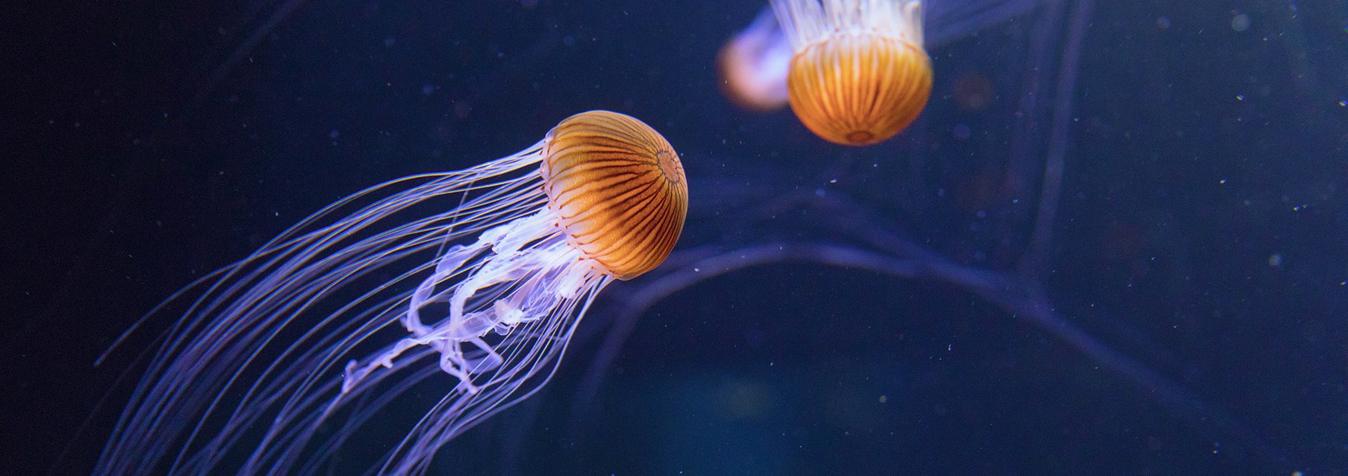 The tentacles of the compass jellyfish can be up to three meters long, © Anke Neumeister/Deutsches Meeresmuseum