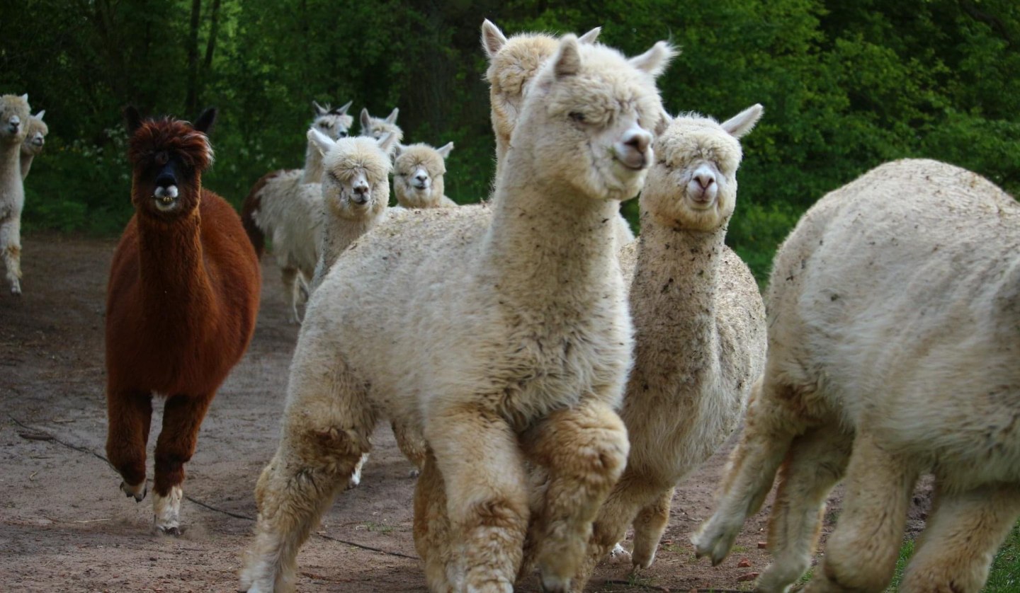 Alpaca hike, © Jennifer Dietel