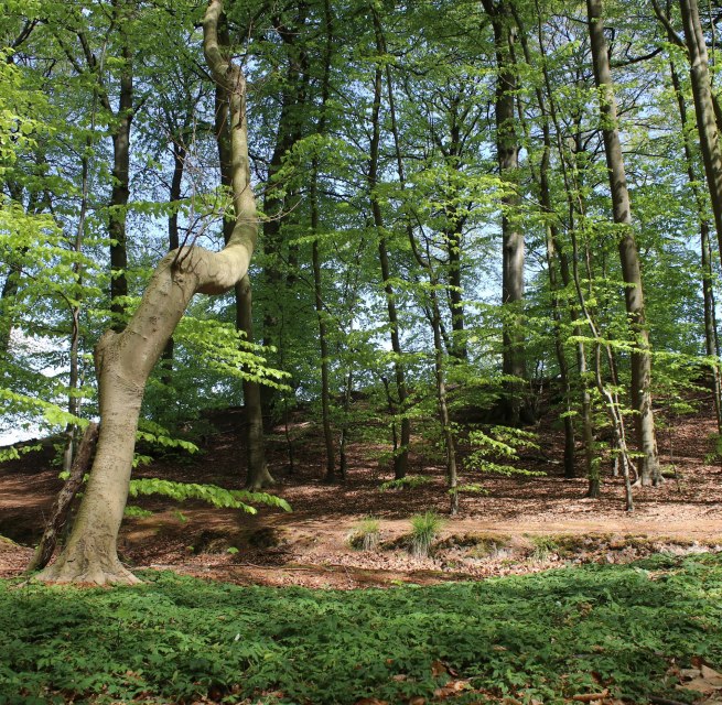 © Biosphärenreservat Südost-Rügen