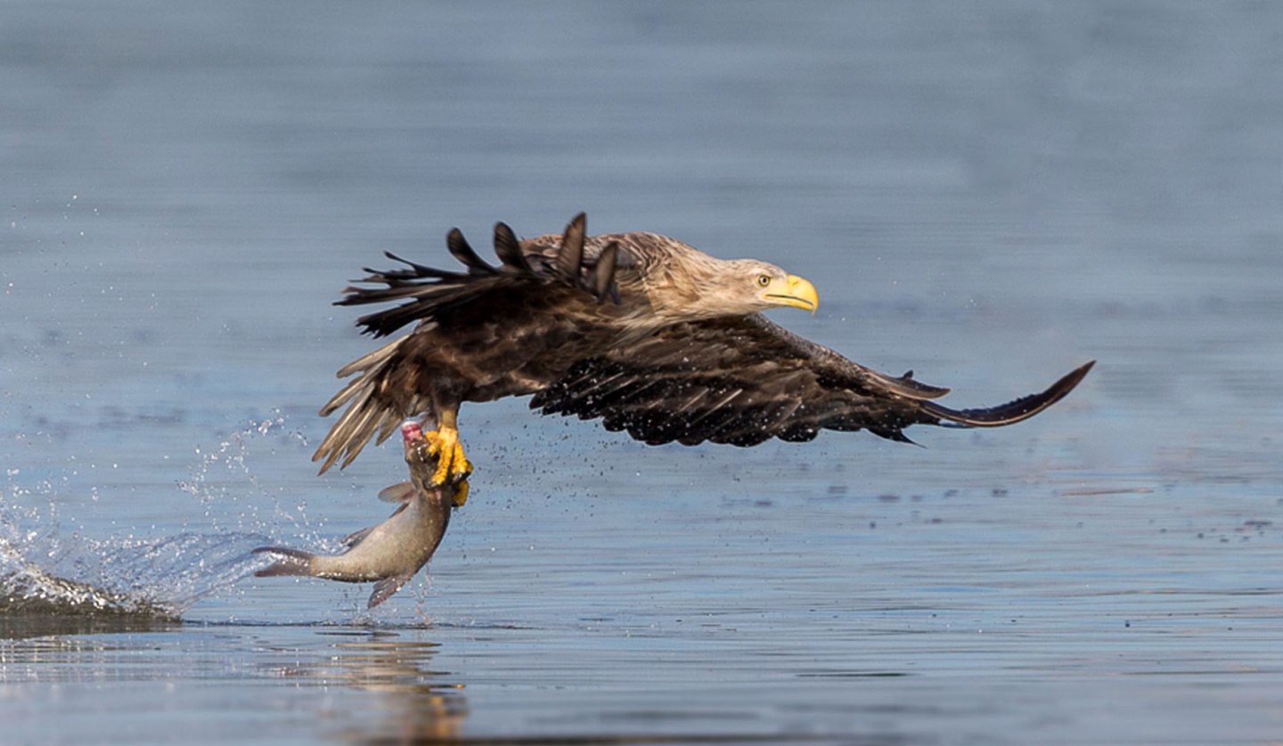 Successful morning fish hunt, © Eric Dienesch