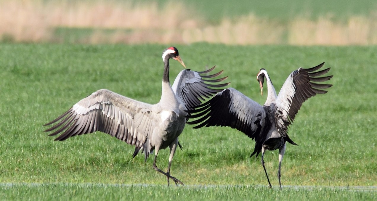 Mating cranes in spring, © Karsten Peter