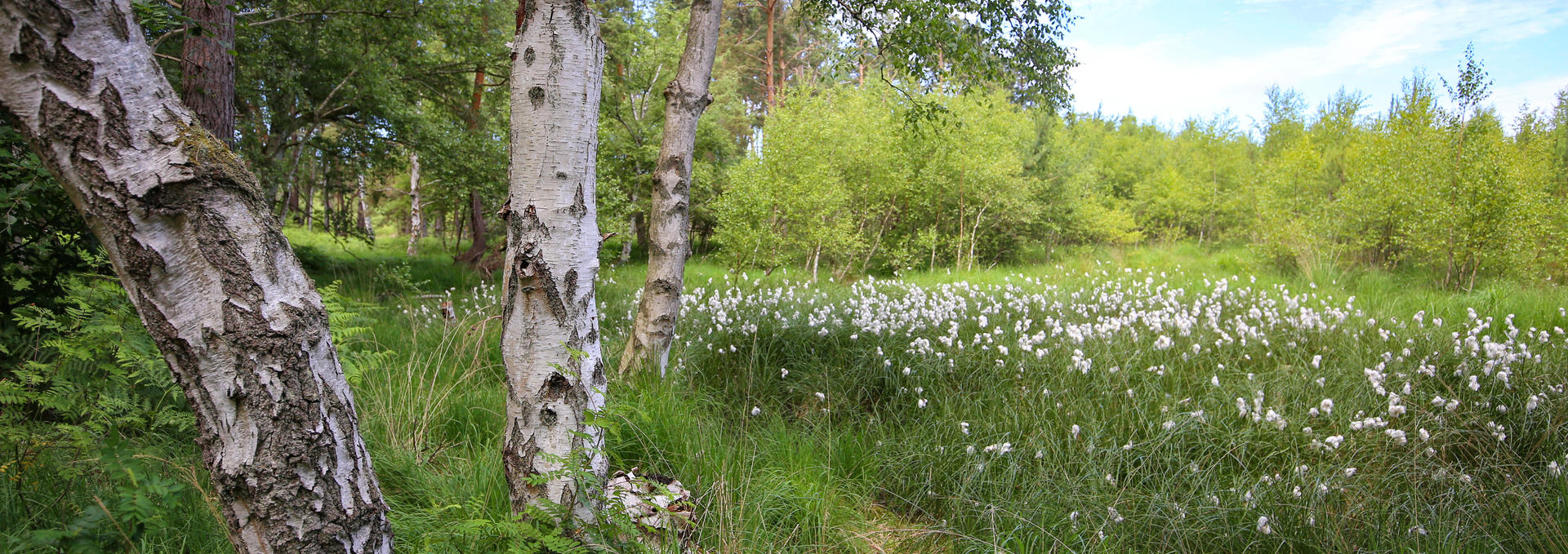 Ribnitzer Großes Moor, © TMV/Gohlke