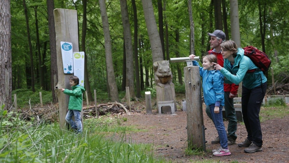 The forests in and around Graal-Müritz can be explored in the Erlebniswelt Küstenwald., © TMV/outdoor-visions.com