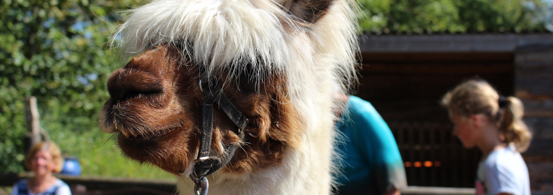 Hiking with alpacas through the Diedrichshagen seaside resort and the Stoltera coastal forest, © TZRW