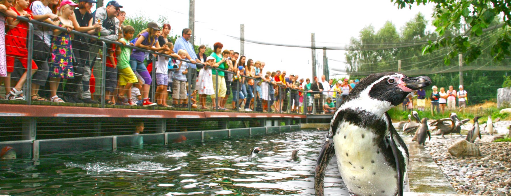 Penguin feeding, © Vogelpark Marlow/Zöger