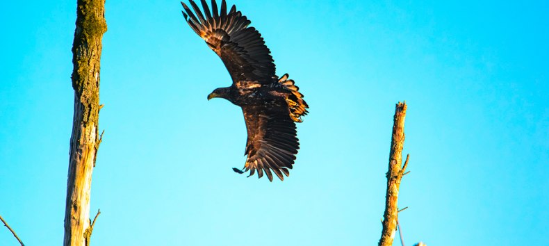 Journey to the territory of the white-tailed eagle, © Vogeltouren MV