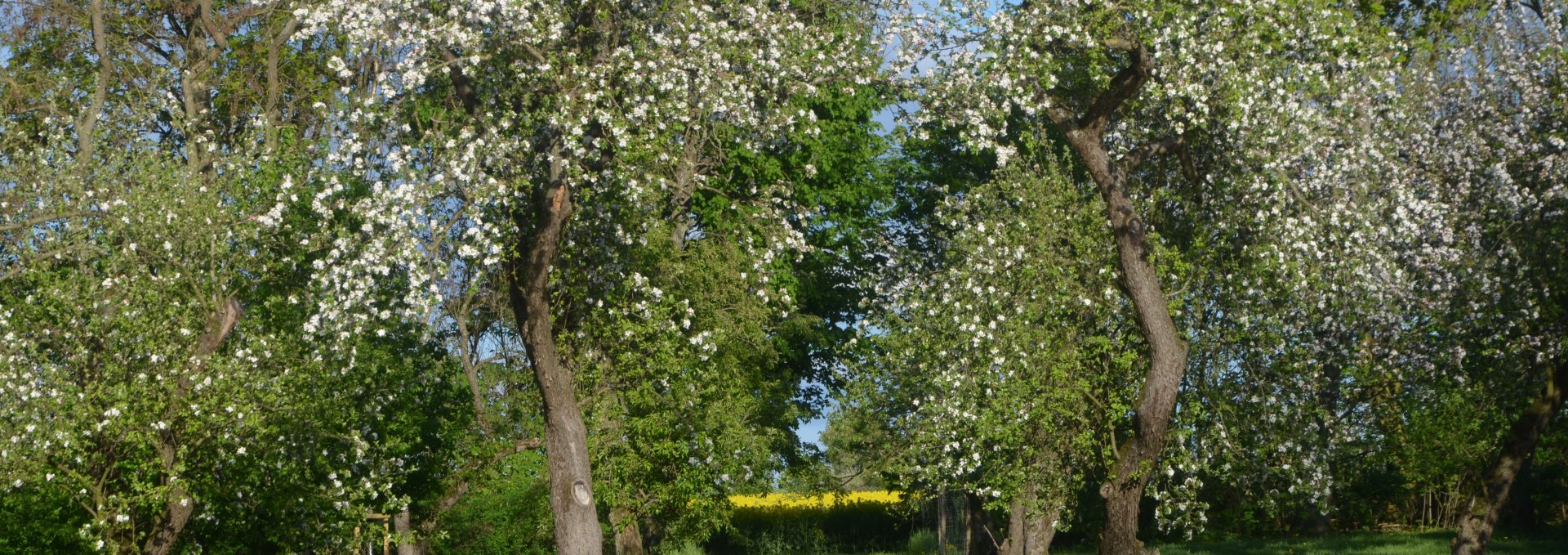 The garden behind the manor house, © Annkatrin Rabe