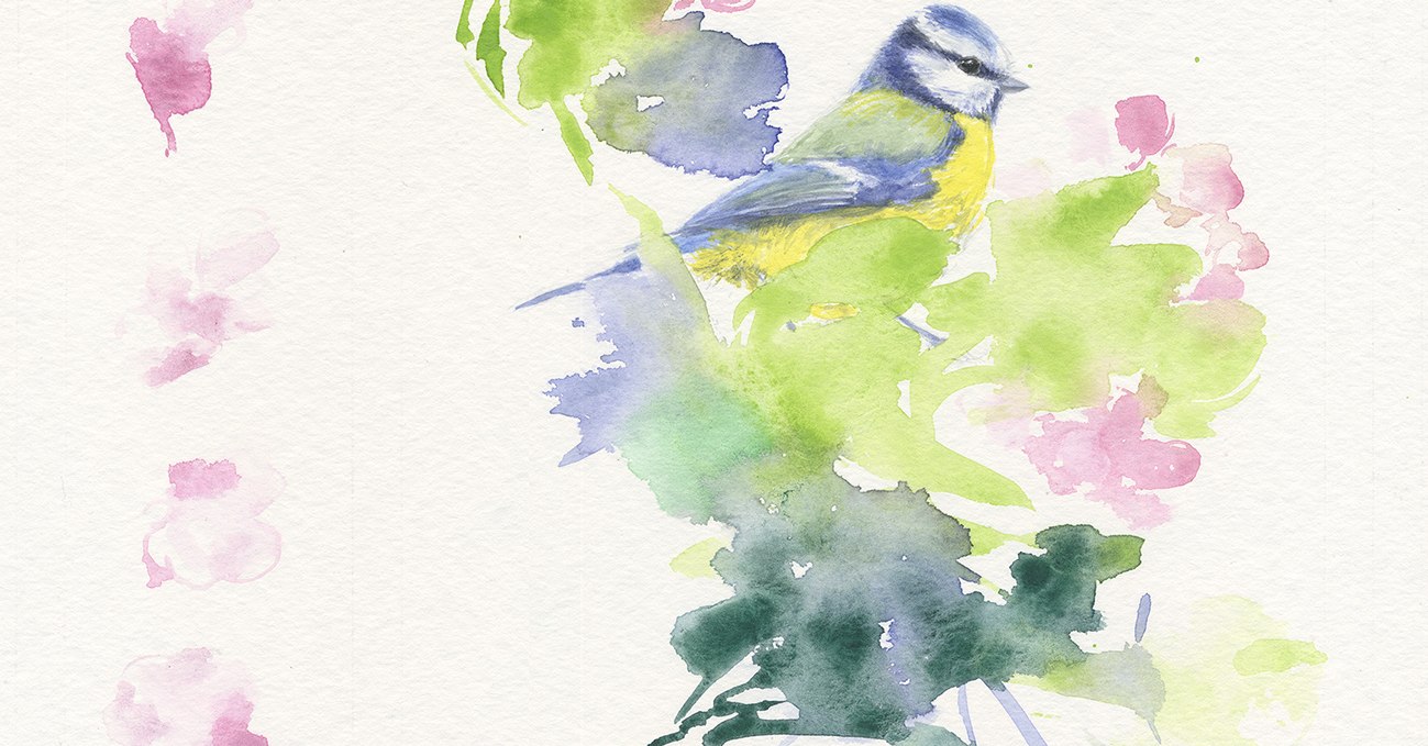 Blue tit. Watercolor on paper, © Friederike Rave