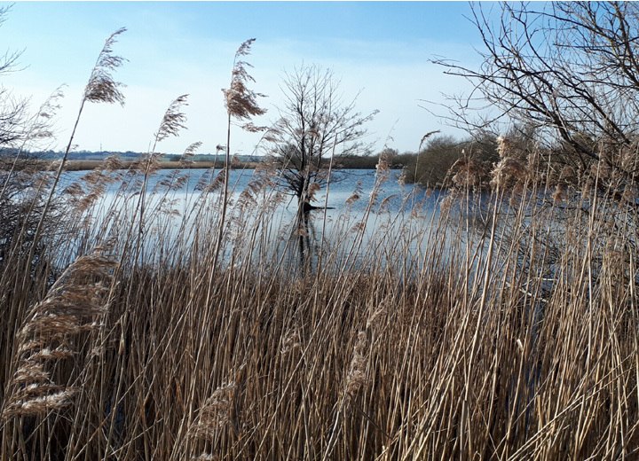 Siebendörfer Moor, © ADFC-Schwerin