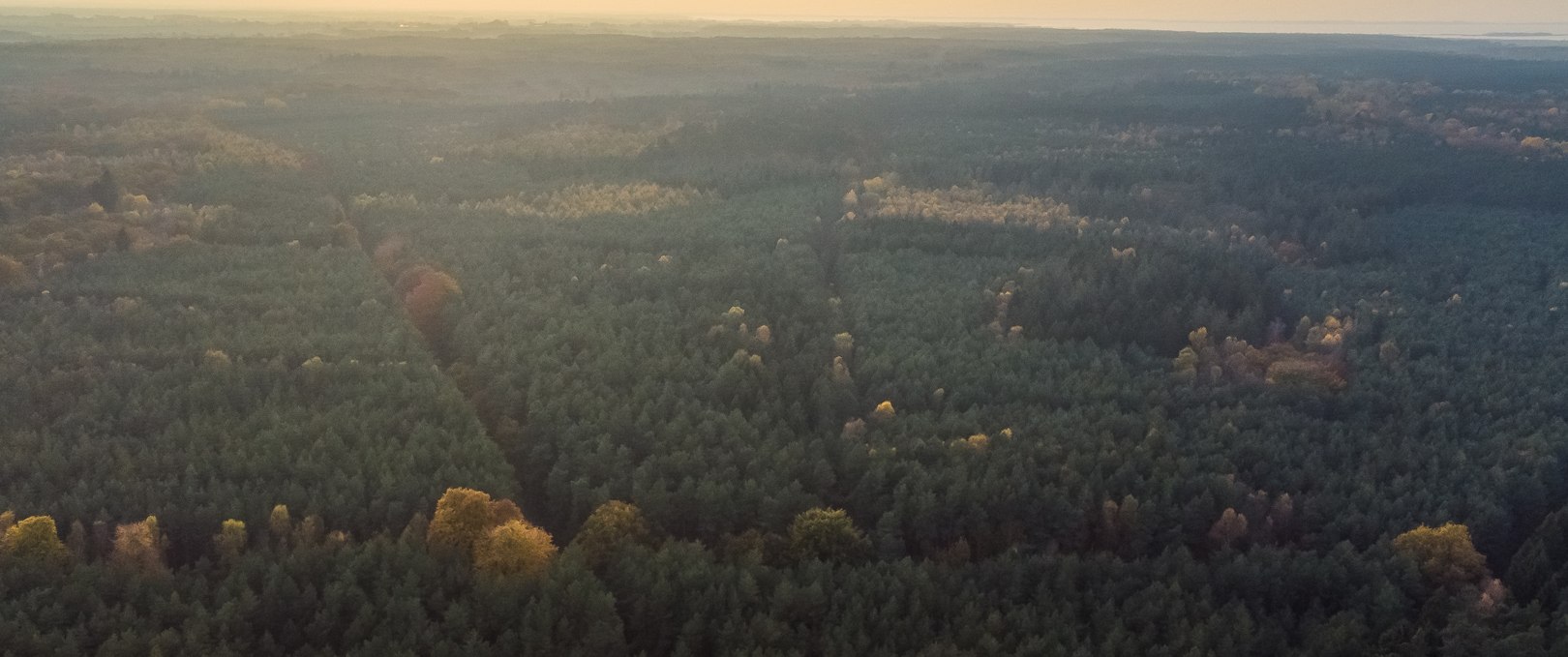 Barth city forest, © Arndt Gläser